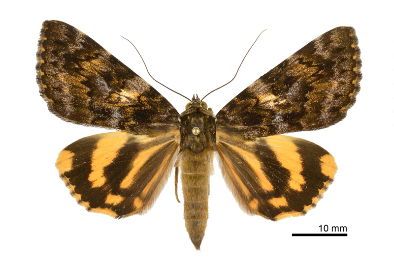 Catocala sp nov 1 Female